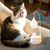 ZooVenture Jouet de chat en forme de canard