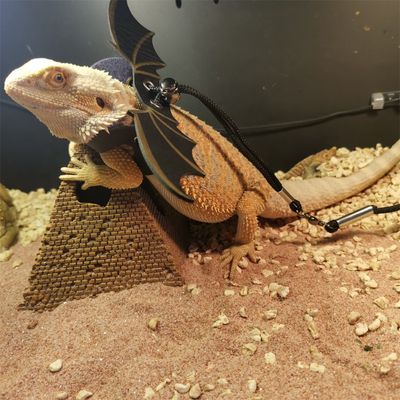 Rocky Ensemble de laisse réglable avec harnais en cuir pour reptiles