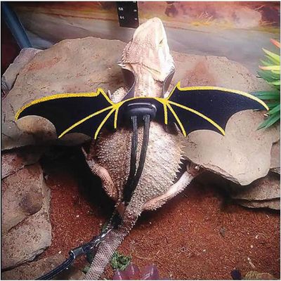 Rocky Ensemble de laisse réglable avec harnais en cuir pour reptiles