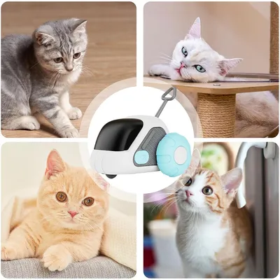 Rocky Jouet interactif pour chat