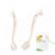 ZooVenture Lot de 2 brosses de nettoyage polyvalentes