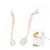 ZooVenture Lot de 2 brosses de nettoyage polyvalentes ZooVenture Lot de 2 brosses de nettoyage polyvalentes