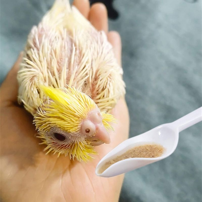 ZooVenture Cuillère pour perroquet