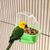 ZooVenture Distributeur de nourriture pour perroquet
