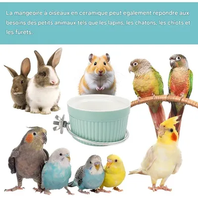 ZooVenture Coupe d'alimentation pour oiseaux