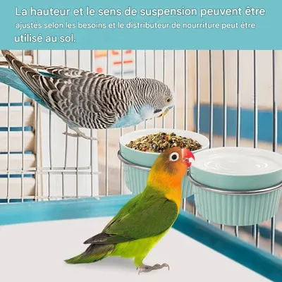 ZooVenture Coupe d'alimentation pour oiseaux