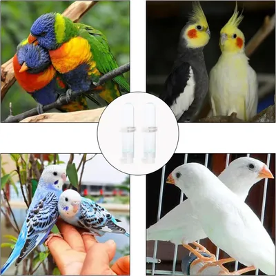 Rocky Bouteille d'eau automatique pour oiseaux de 120 ml