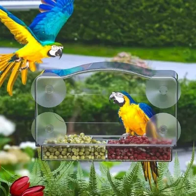 ZooVenture Mangeoire à oiseaux de fenêtre