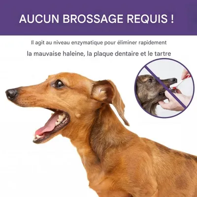 ZooVenture Spray buccal pour chiens et chats