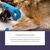 ZooVenture Spray solaire pour chien et chat