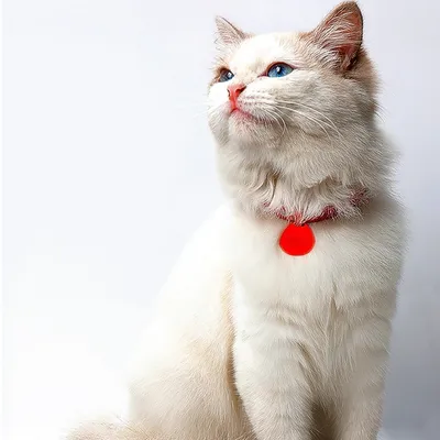 Zoomtopia Collier anti-étouffement pour chat