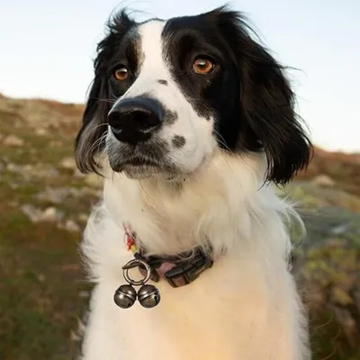 ZooVenture Set de 2 cloches en cuivre pour chiens et chats