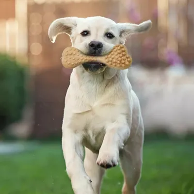 Zoomtopia Jouet à mâcher pour chien en nylon et bois