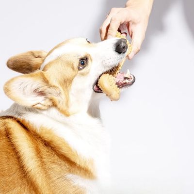 Zoomtopia Jouet à mâcher pour chien en nylon et bois