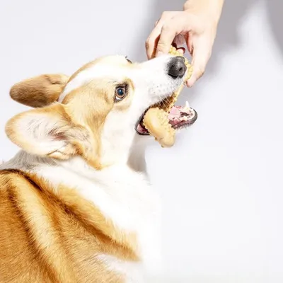 Zoomtopia Jouet à mâcher pour chien en nylon et bois