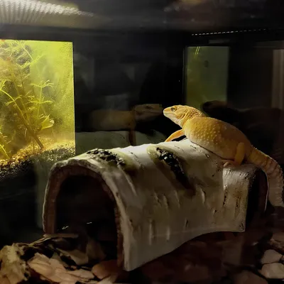 Rocky Paws Écorce en résine pour aquarium