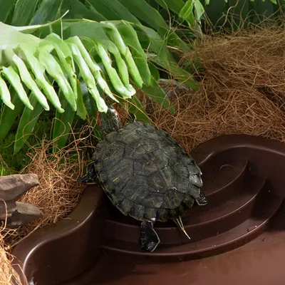 ZooVenture Bac à eau pour reptiles