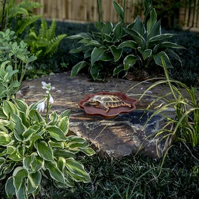 ZooVenture Bac à eau pour reptiles