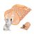 ZooVenture Tunnel pliable pour petits animaux
