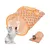 ZooVenture Tunnel pliable pour petits animaux ZooVenture Tunnel pliable pour petits animaux