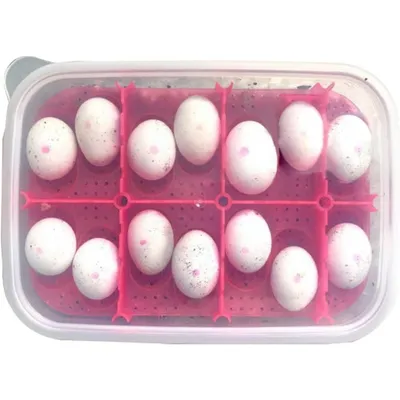 ZooVenture Boîte d'incubation pour reptiles