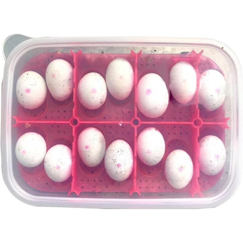 ZooVenture Boîte d'incubation pour reptiles
