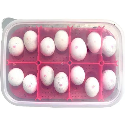 ZooVenture Boîte d'incubation pour reptiles