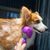 Zoomtopia Brosse à vapeur pour chien