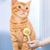 Zoomtopia Brosse pour chat et chien