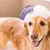 ZooVenture Lot de brosses de bain pour chien et chat