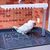 ZooVenture Baignoire Automatique Multifonction Pour Oiseaux