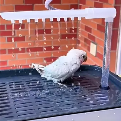 ZooVenture Baignoire Automatique Multifonction Pour Oiseaux