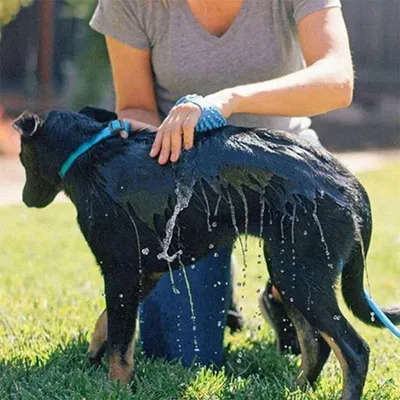 Rocky Accessoire de douche 2 en 1 pour animal de compagnie