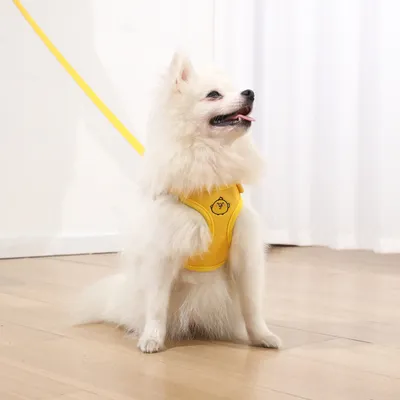 Rocky Harnais pour chats et chiens