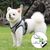 Rocky Gilet de chat avec accessoires