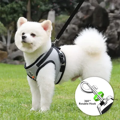 Rocky Gilet de chat avec accessoires