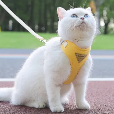 Zoomtopia Harnais de sécurité pour chat