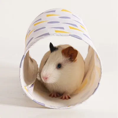 Zoomtopia Tunnel rond pour animaux