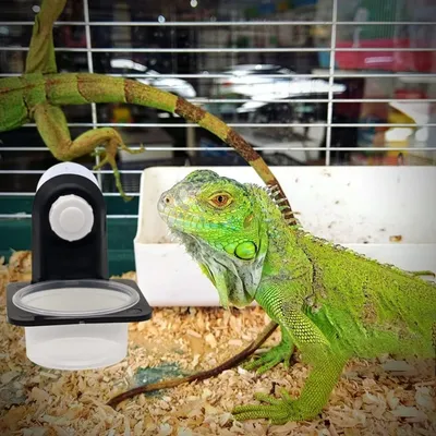 ZooVenture Tasses d'alimentation pour reptiles