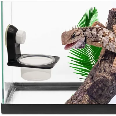 ZooVenture Tasses d'alimentation pour reptiles