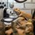 ZooVenture Tasses d'alimentation pour reptiles