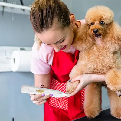 Rocky Tondeuse pour chiens