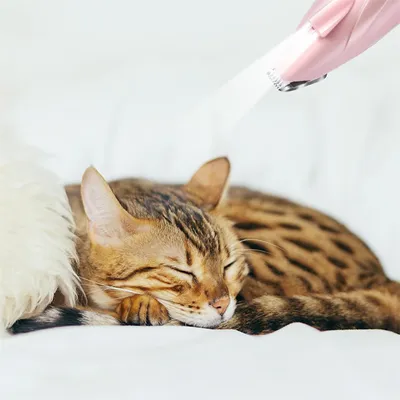 Rocky Tondeuse pour chiens