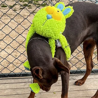 ZooVenture Strapazierfähiges Plüsch-Hundespielzeug