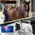 ZooVenture Tondeuse sans fil pour chevaux chiens chats
