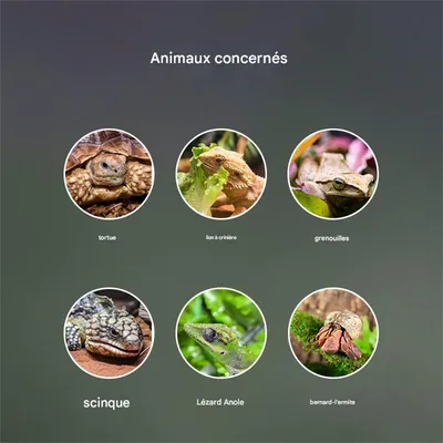 Rocky Hygromètre et thermomètre pour reptiles Rocky Hygromètre et thermomètre pour reptiles