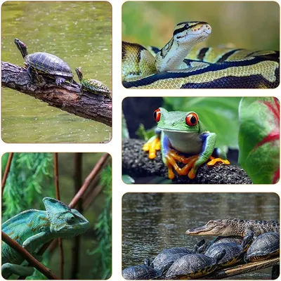 Rocky hygromètre numériques pour reptiles Rocky hygromètre numériques pour reptiles
