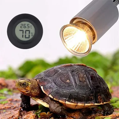 Rocky hygromètre numériques pour reptiles Rocky hygromètre numériques pour reptiles