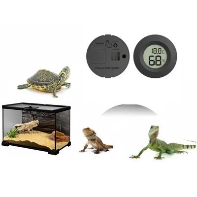 Rocky hygromètre numériques pour reptiles Rocky hygromètre numériques pour reptiles
