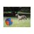 ZooVenture Balle de berger pour chien